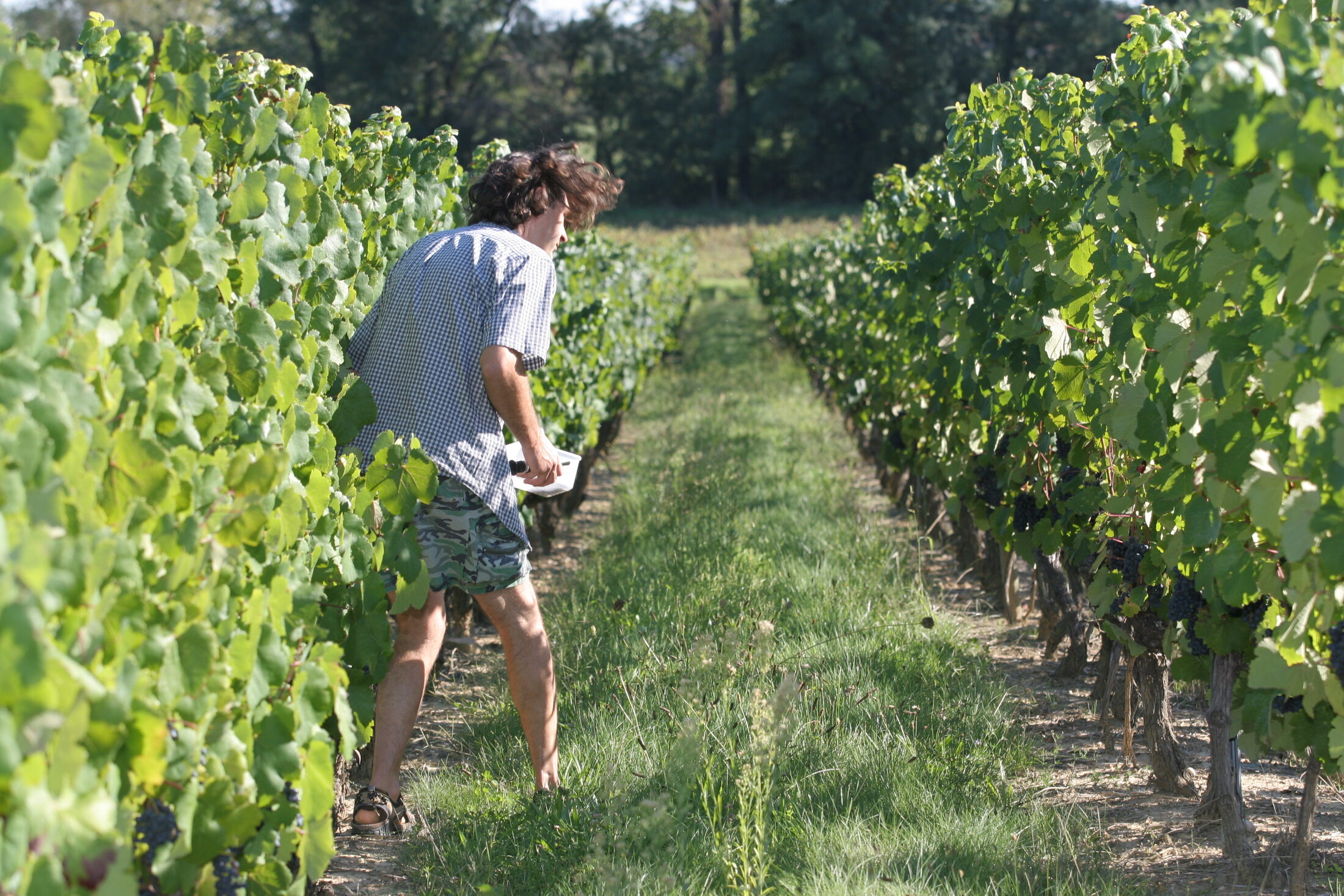 David Vigouroux dans les vignes