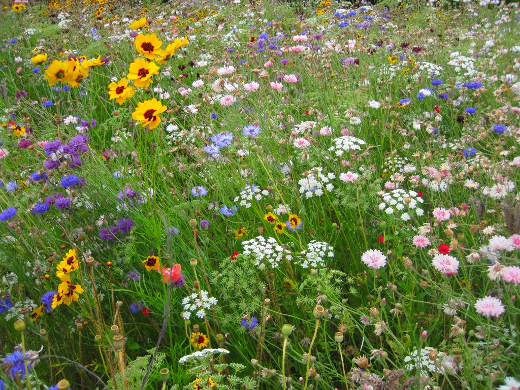 Prairie et biodiversité autour des vignes