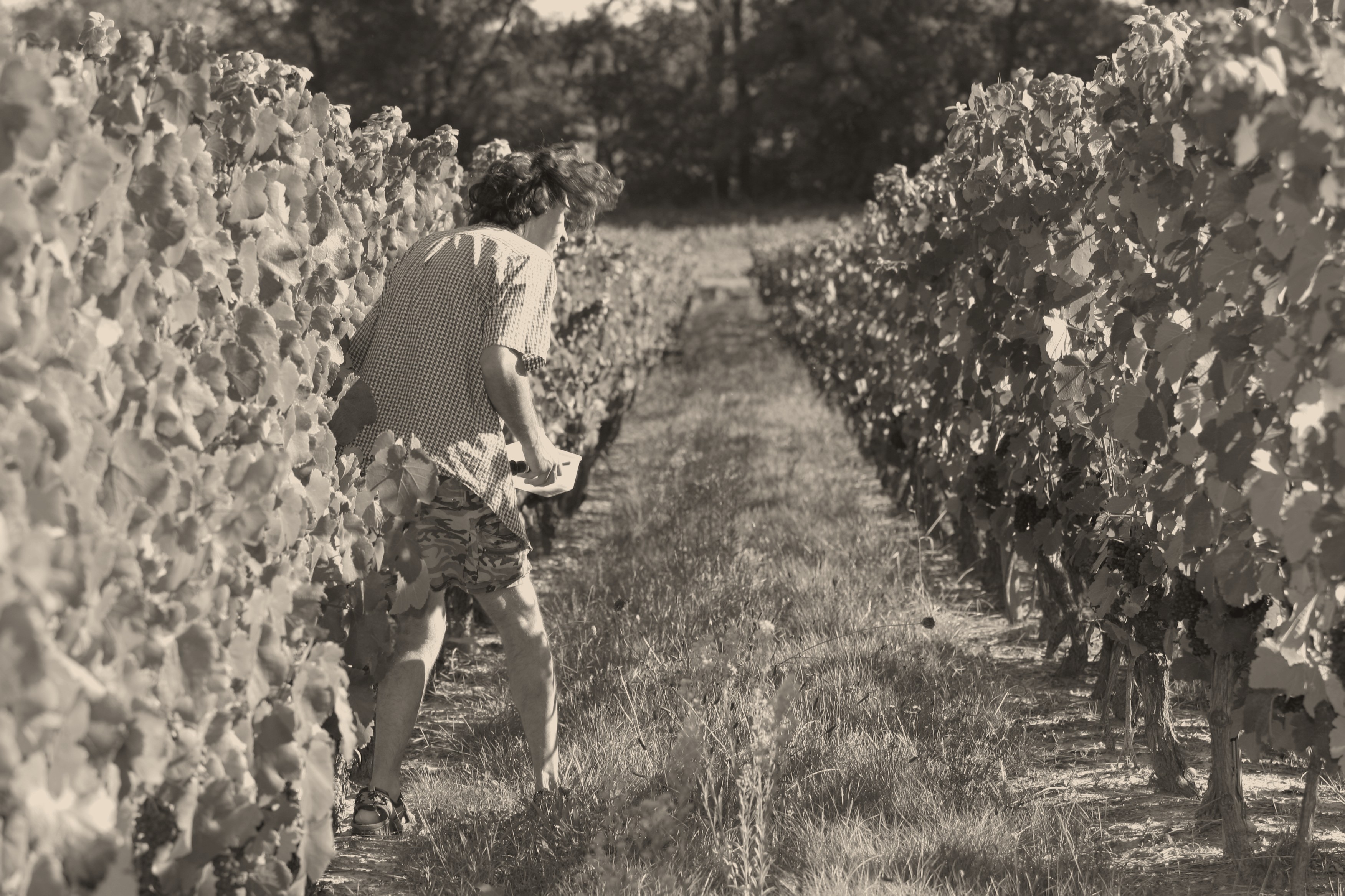 Rang de vignes de Baudare